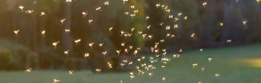Des moustiques virevoltent au-dessus de l’herbe un soir d’été.