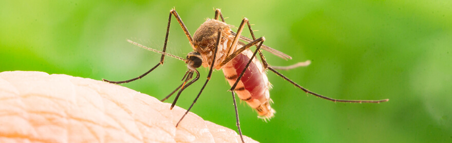 Das Chikungunya-Fieber wird unter anderem von der Tigermücke übertragen.