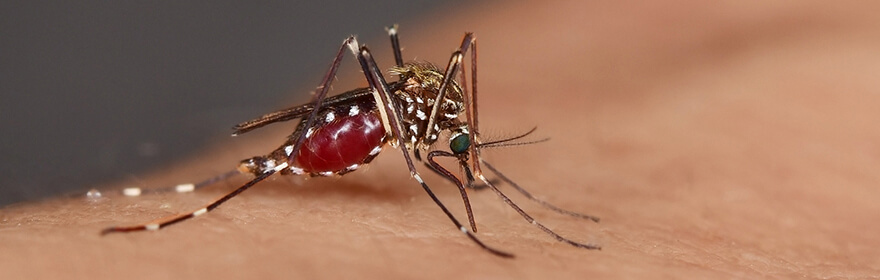 Hand mit einer Tigermücke, die das Dengue Fieber übertragen kann.