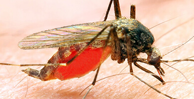 Malaria: wird von der Anopheles-Mücke übertragen.