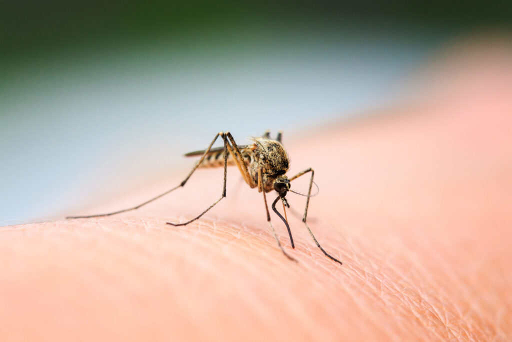 Mücke auf der Haut: Stechen sie bevorzugt Menschen mit süssem Blut?