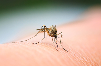 Una zanzara sulla pelle: Preferiscono pungere le persone con il sangue dolce?